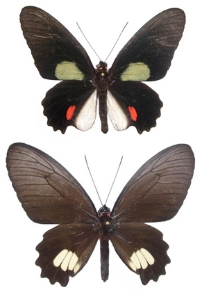 P. cutorina (mle & femelle)